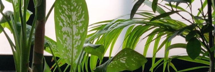 meutrakhand's profile banner image