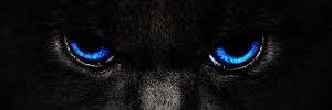 chatnoirpremier's profile banner image