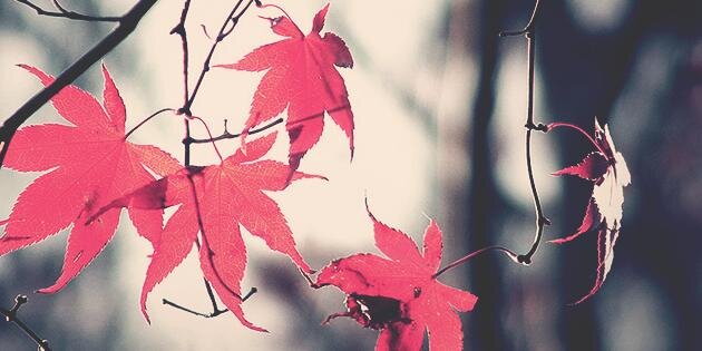 Velisha_L's profile banner image