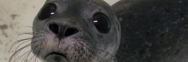 HGardshol Profile Banner