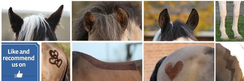 PaardenScheren's profile banner image