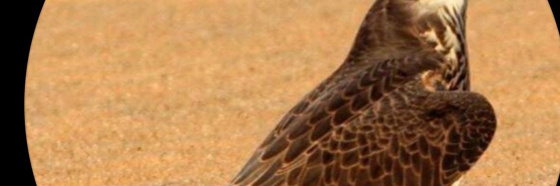FAHAD1F2's profile banner image