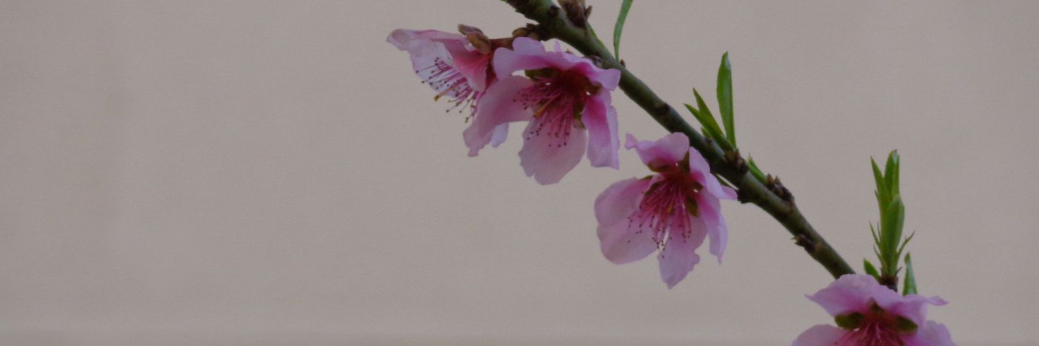 Fatimaa_Hamed's profile banner image