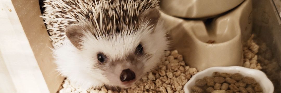 ティカリ𓃡 banner