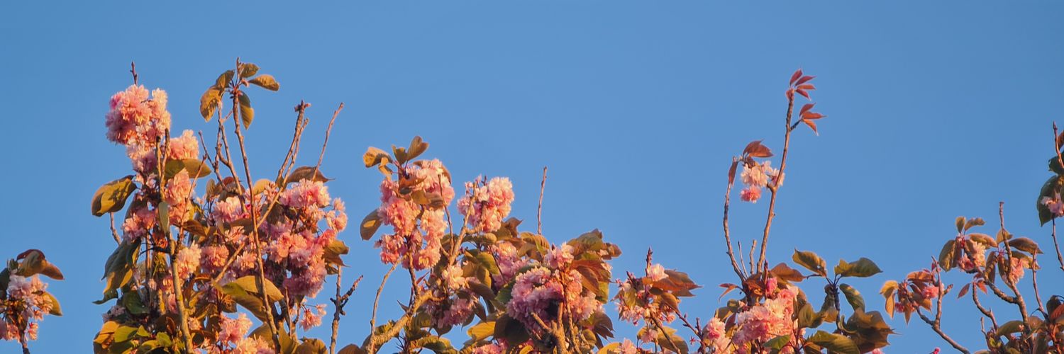 tertiarysqueeze's profile banner image