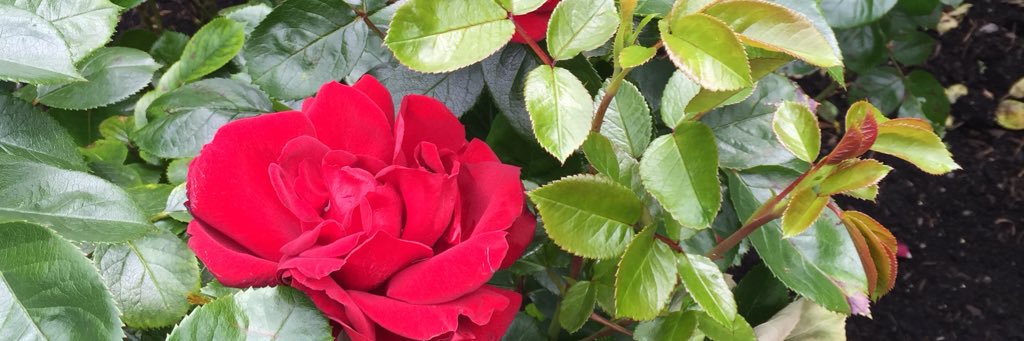 LaurSamyMac's profile banner image