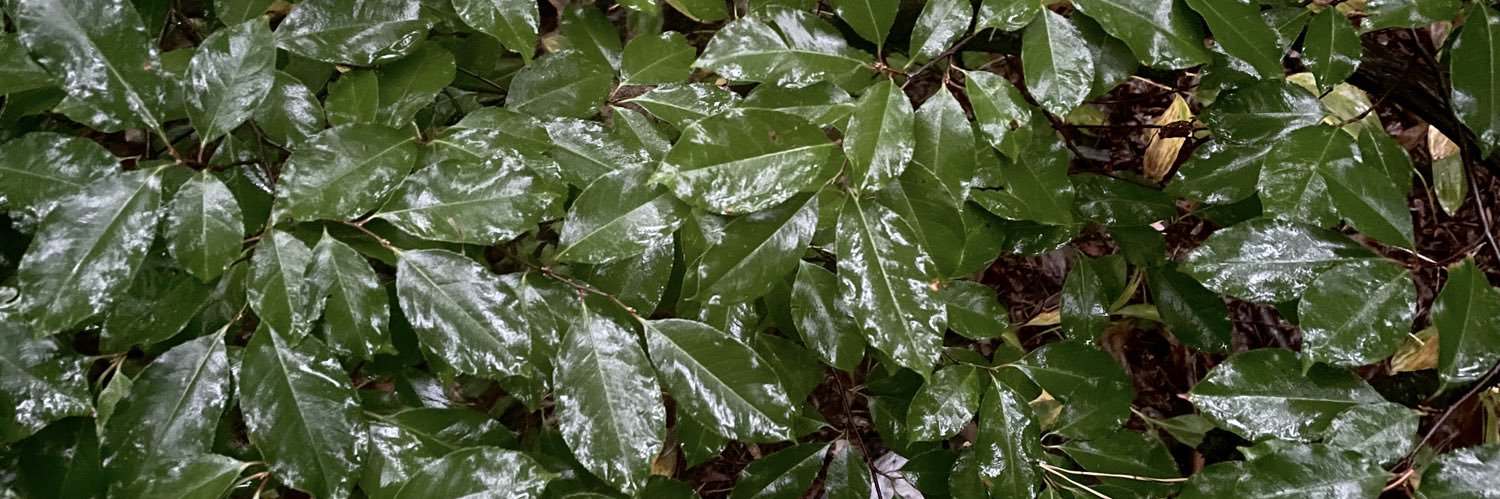 Саша тут banner