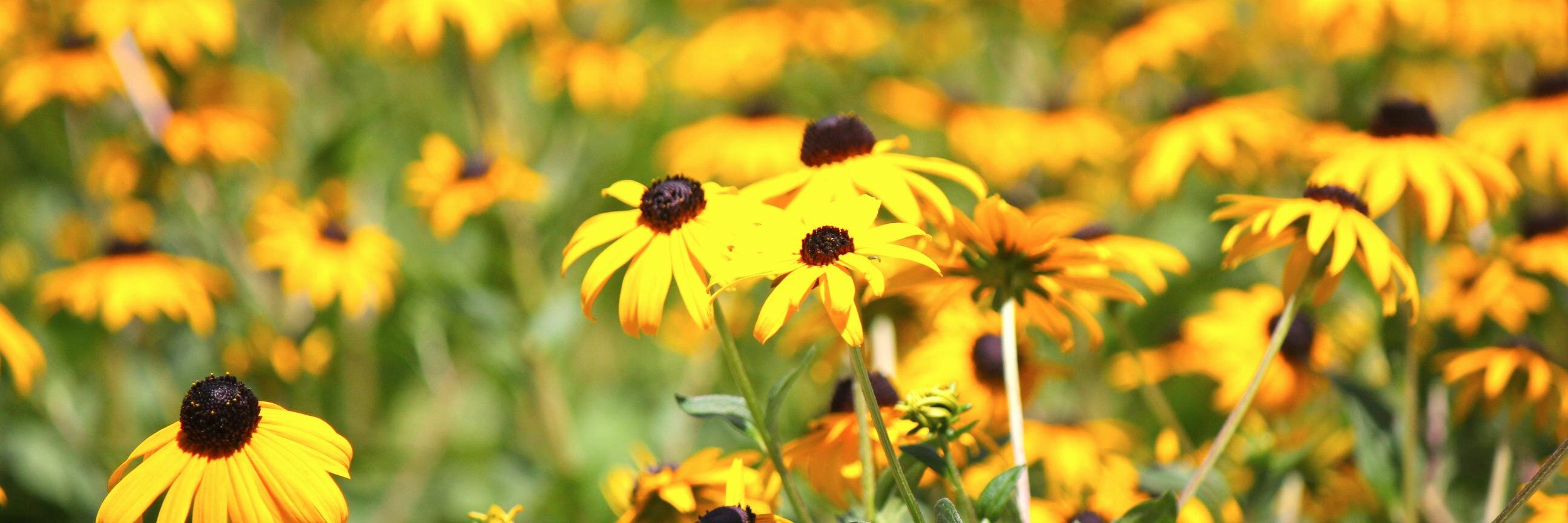 Natasha Caminsky banner