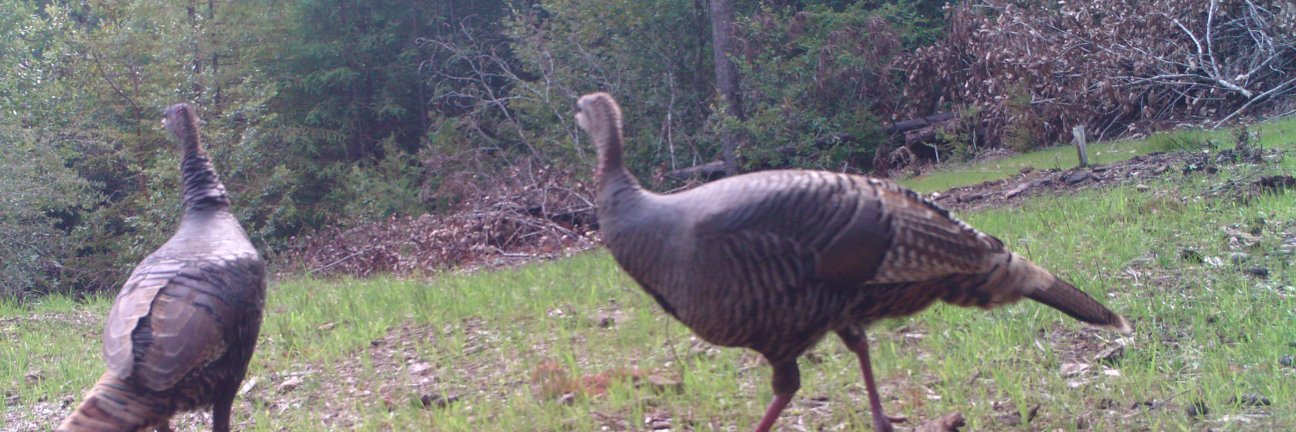 Sue Radcliffe❄ banner