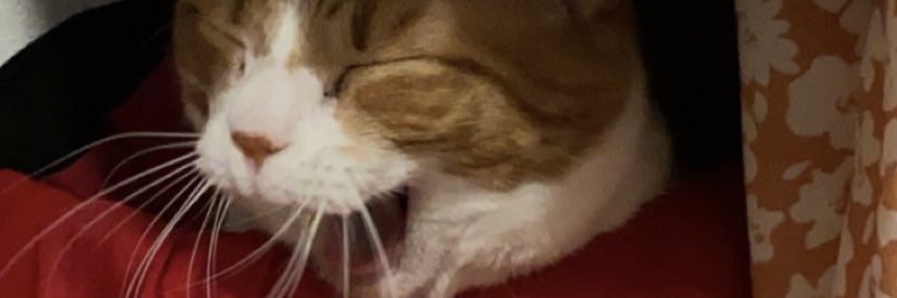 Queen Saorie👩🏼‍🦽☔️🖇 banner