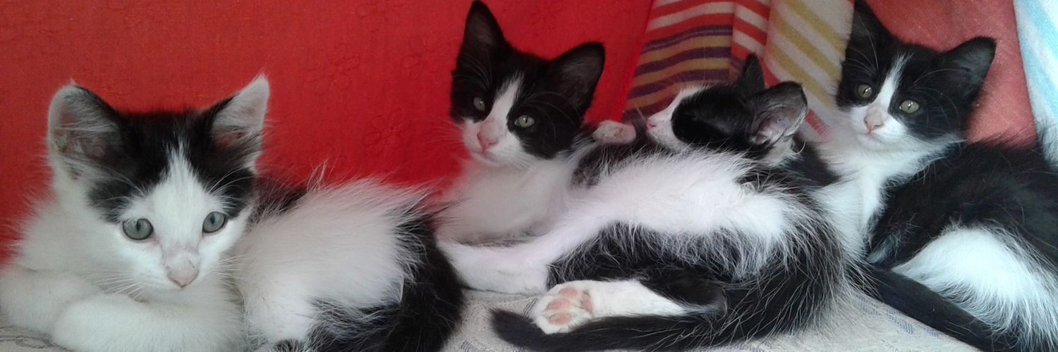 guecaro's profile banner image