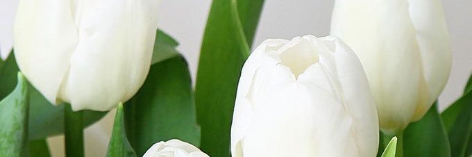 sarraa_tr's profile banner image