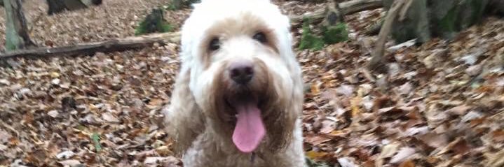 Baileycockapoo's profile banner image