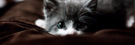 aimeeneddo's profile banner image