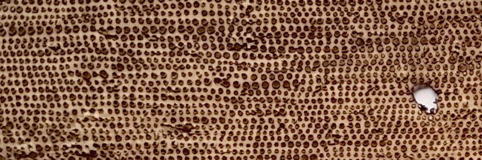 Mandy CanoVillalobos banner