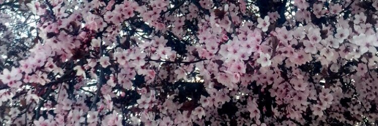 liekeloreagb's profile banner image