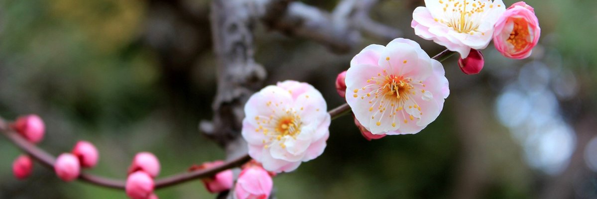 Esperanza_N_Chi's profile banner image