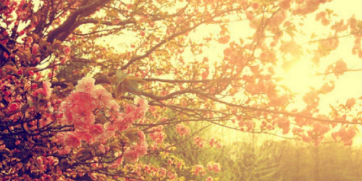fleurvkampen's profile banner image