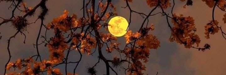 lulypedraza1's profile banner image