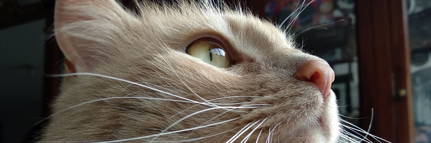 andreita_cs's profile banner image