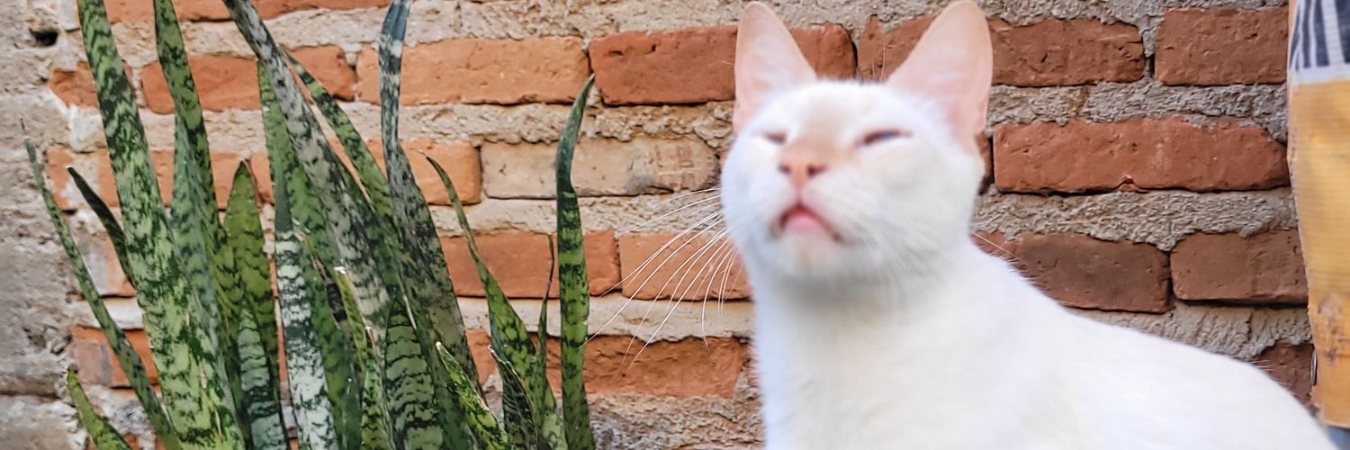 weed__blue's profile banner image
