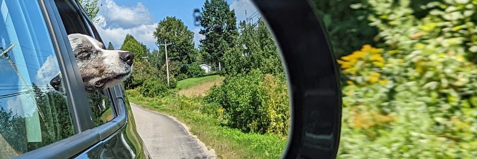 leatherdog's profile banner image