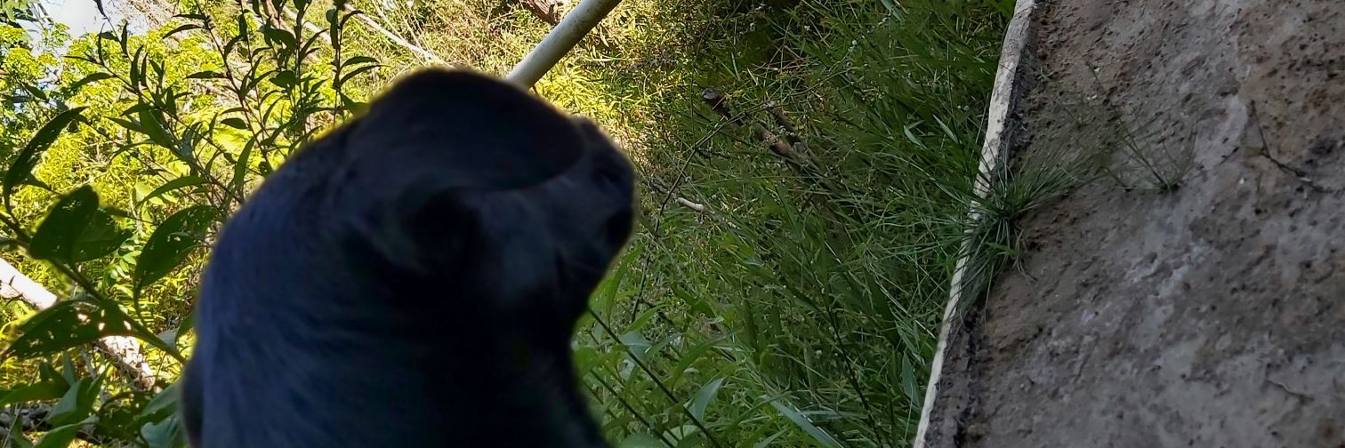 nascimentojve's profile banner image