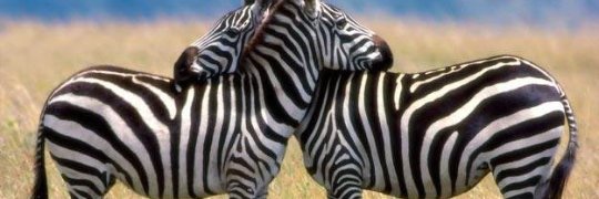 AssistantWife's profile banner image