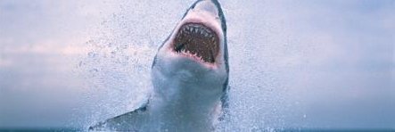 Craig Jersild banner