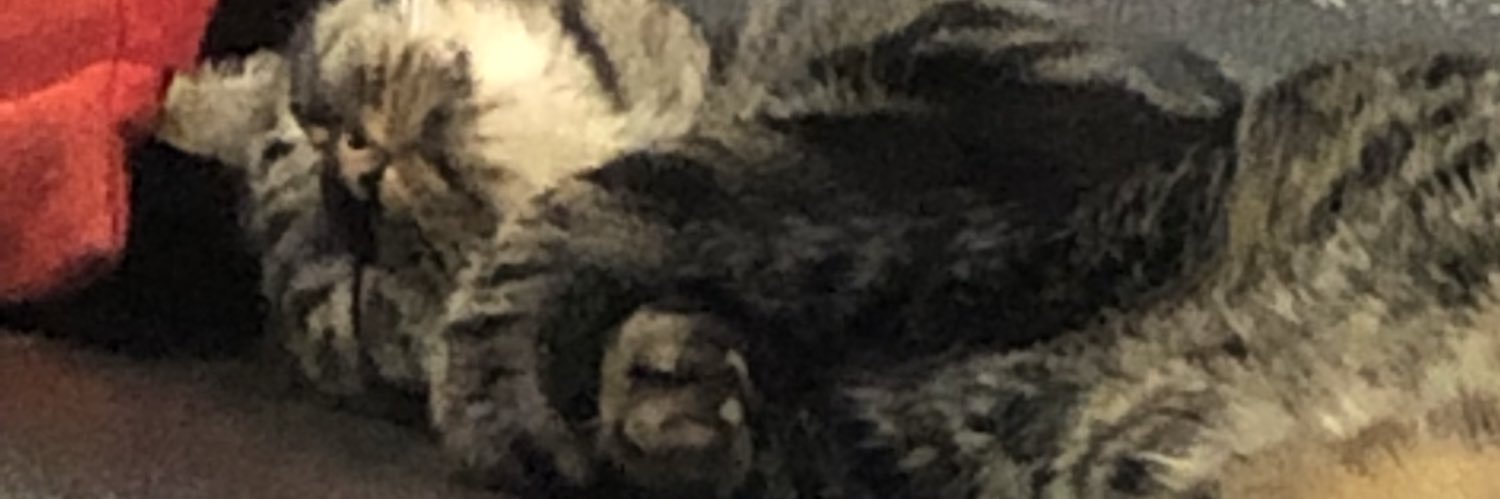 SarahWitt11's profile banner image