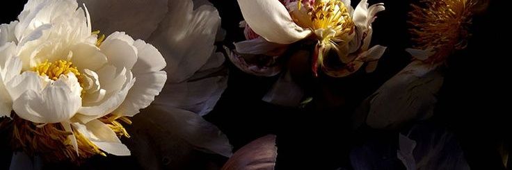NatalieSvey's profile banner image