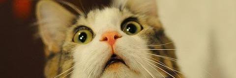 greeneggsmayhem's profile banner image