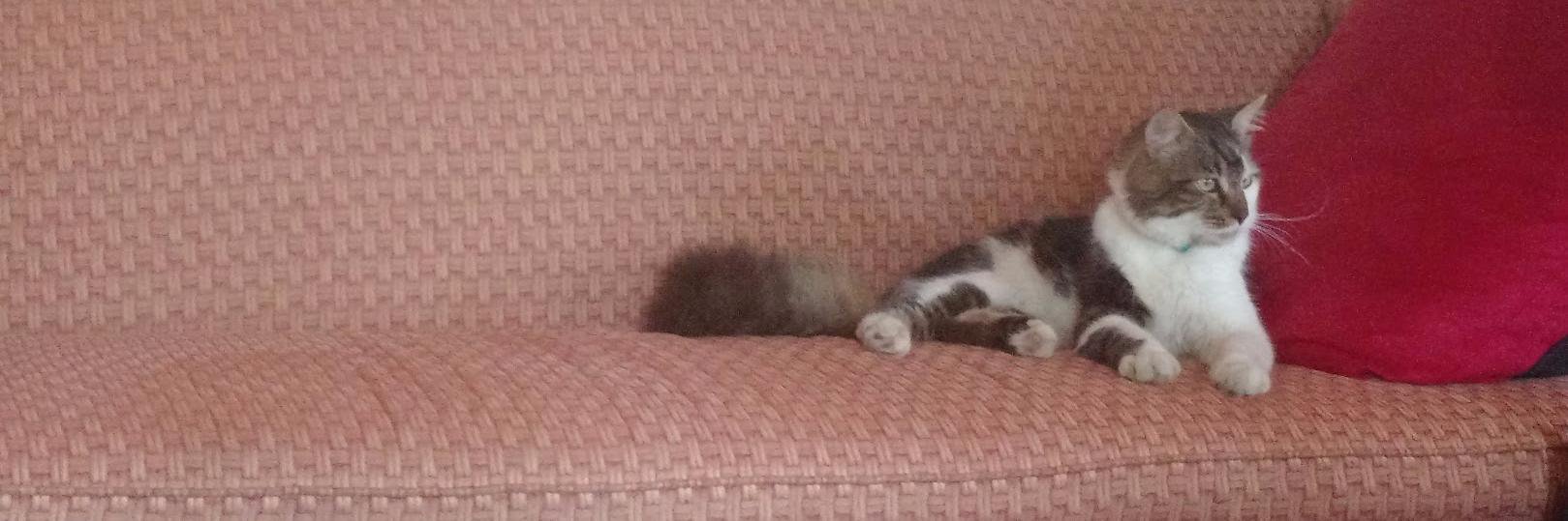 Animal Advice banner