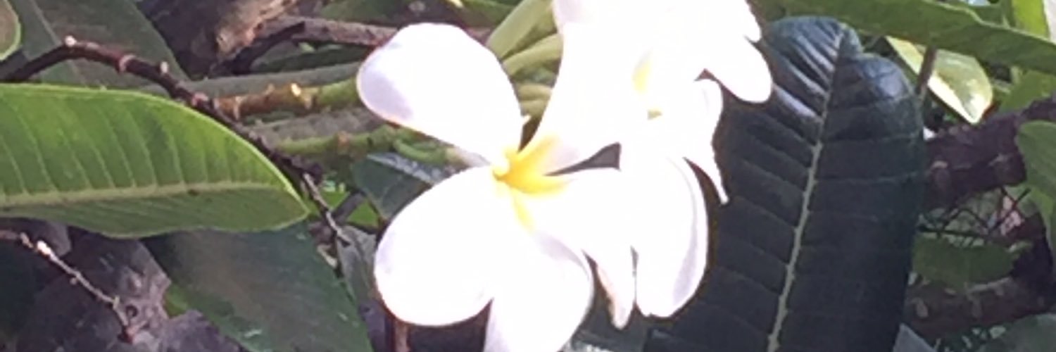meli1031's profile banner image