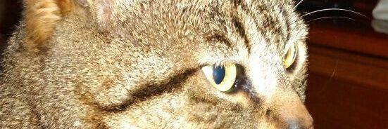titika_2012's profile banner image