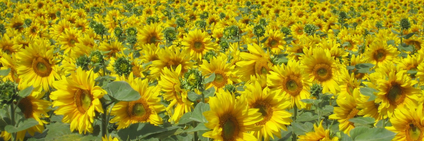 sunflowerdeb16's profile banner image