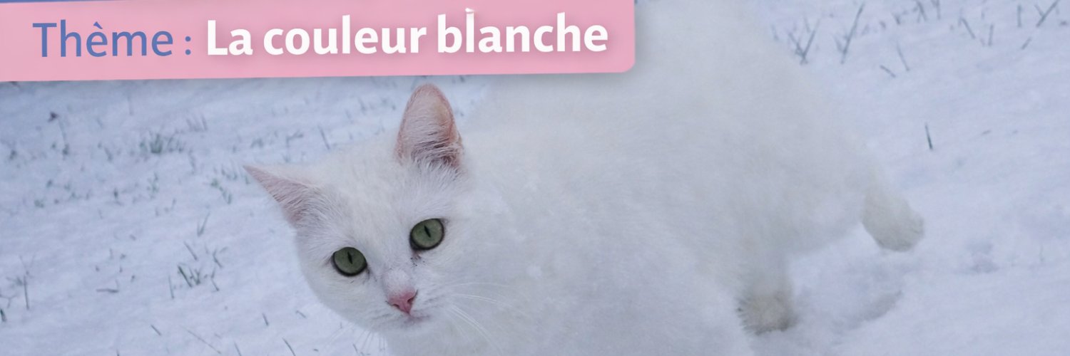 Chat et Compagnie banner