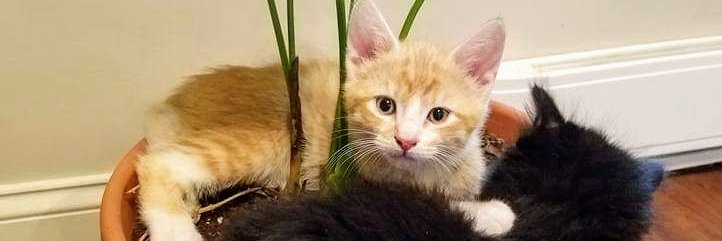 KeithFuleki's profile banner image