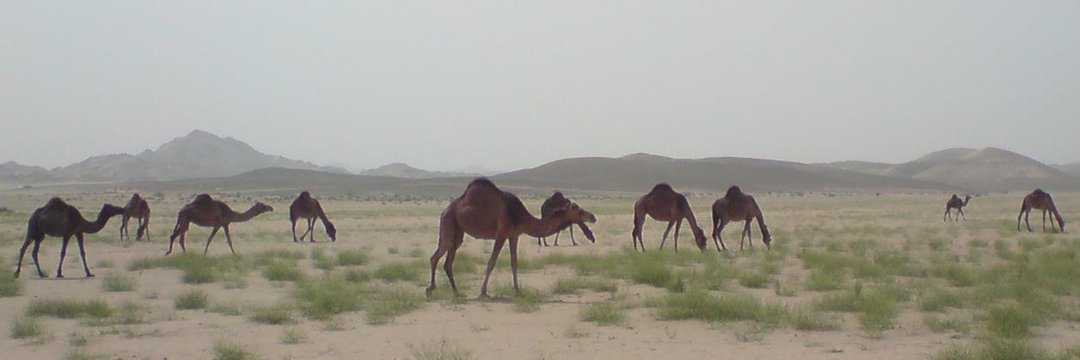 أبو تالا banner