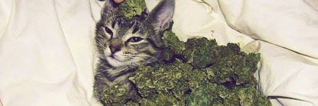 Чак Нормис banner