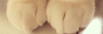 MeaghanChaCha's profile banner image
