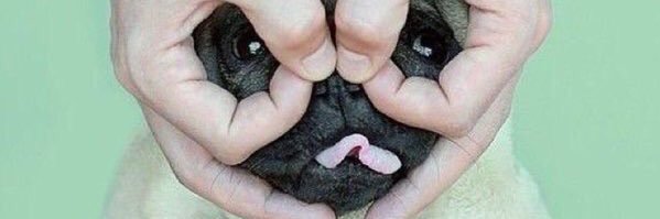 chelseaferron's profile banner image