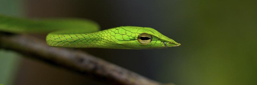 rpansare87's profile banner image