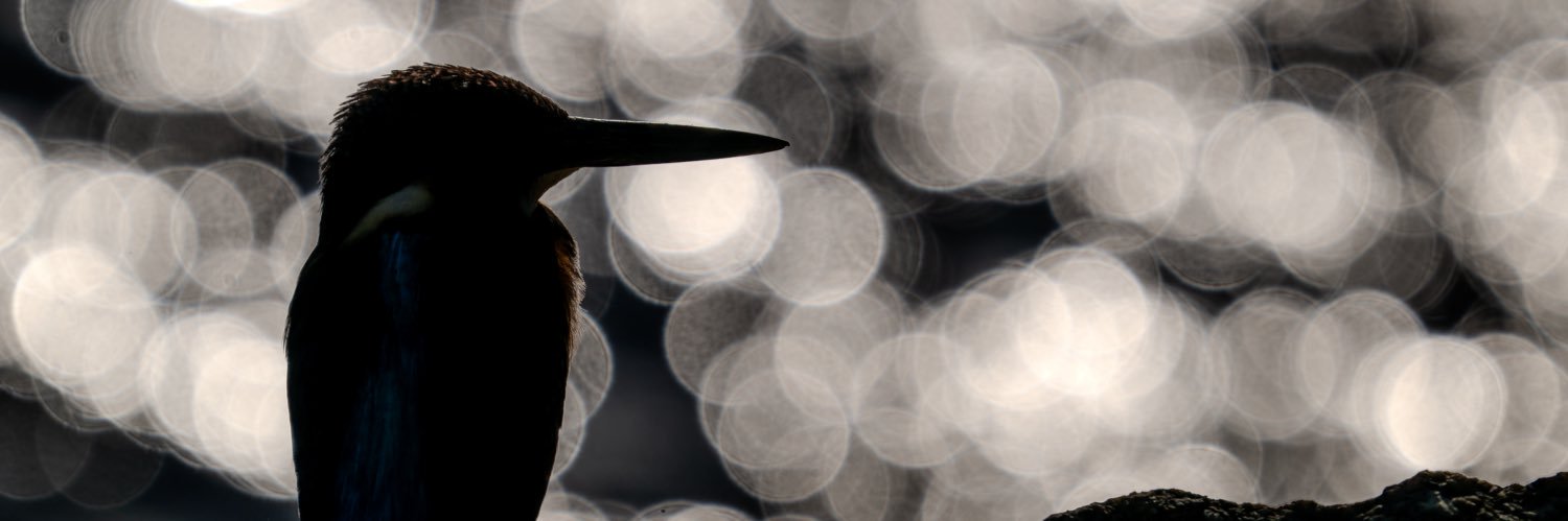 jj_tt_f's profile banner image