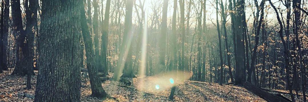 Violet_Kroll's profile banner image