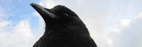 canuckthecrow's profile banner image