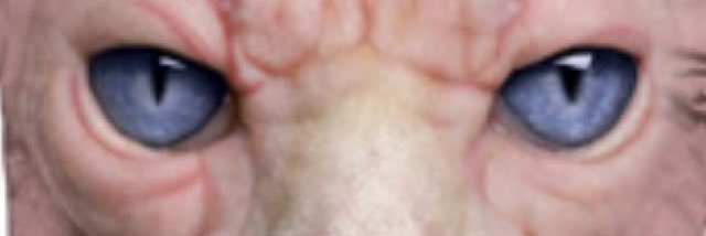 SharonJ_101's profile banner image