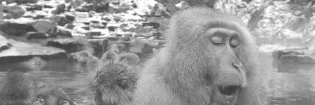 チョモ（つかもと） banner