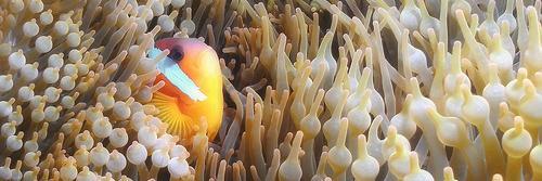 Neptune Divers banner