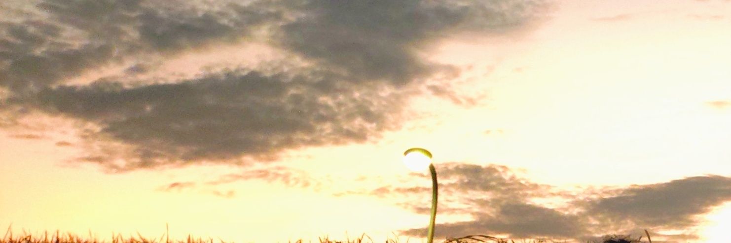 nok_vrm's profile banner image